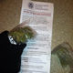 Illustration for article titled New Laid-Back TSA Lets You Fly With Weed
